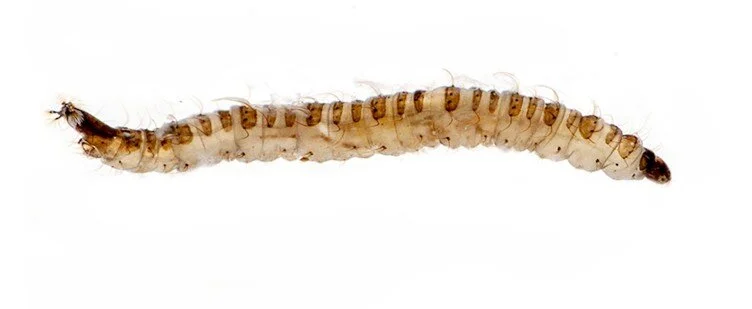 Drain fly larvae online